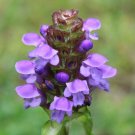 Heal All Herb Seeds 200 Prunella Vulgaris Flower Fresh Seeds Fast Shipping