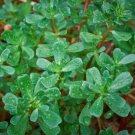 Green Purslane Seeds 1000 Portulaca Oleracea Sativa Gerb Fresh Seeds Fast Shipping