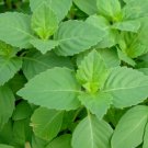 Tulsi Basil Seeds 200 Green Leaf Holy Basil Vegetable Herb Fresh Seeds Fast Shipping