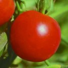 Siberian Tomato Seeds 50 Determinate Cool Season Vegetable Fresh Seeds Fast Shipping