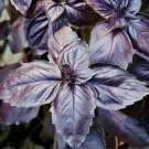 Purple Basil Seeds 200 Herb Spice Fresh Seeds Fast Shipping