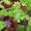 Gourmet Salad Blend Lettuce Seeds 500 Greens Fresh Seeds Fast Shipping