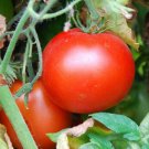 Rutgers Tomato Seeds 100 Vegetables Sauce Fresh Seeds Fast Shipping