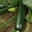 Zucchini Seeds 30 Black Beauty Squash Vegetables Fresh Seeds Fast Shipping