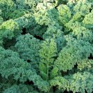 Kale Seeds 500 Dwarf Blue Cur Vegetable Greens Salad Fresh Seeds Fast Shipping