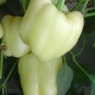 White Bell Pepper Seeds 30 Rare Sweet Pepper Fresh Seeds Fast Shipping