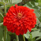 Scarlet Flame Red Zinnia Seeds 100 Flower Elegans Fresh Seeds Fast Shipping