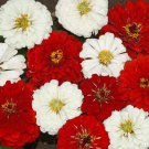 Stop Sign Zinnia Seeds 100 Flower Elegans Red White Fresh Seeds Fast Shipping