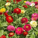 State Fair Zinnia Seeds 100 Flower Elegans Mixed Fresh Seeds Fast Shipping