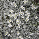 Snow In Summer Seeds 300 Cerastium Flower Groundcover Fresh Seeds Fast Shipping