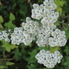 Yarrow White Achillea Seeds 2000 Flower Herb Fresh Seeds Fast Shipping