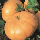 Pumpkin Seeds 5 Yellow Of Paris Giant De Paris Vegetable Fresh Seeds Fast Shipping