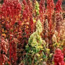 Brilliant Rainbow Quinoa Greens Seeds 100 Vegetable Fresh Seeds Fast Shipping