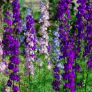 Larkspur Seeds 200 Rocket Mix Purple White Flower Fresh Seeds Fast Shipping
