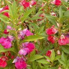 Balsam Seeds 100 Camilia Flowered Balsam Mix Large Double Blossoms Fresh Seeds Fast Shipping