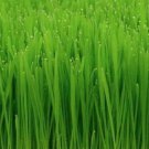 Cat Grass Seeds 50 Cat Wheat Grass Indoor Plant Kitty Meow Fresh Seeds Fast Shipping