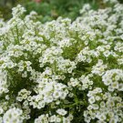 Sweet Alyssum Flower Seeds 2000 Carpet Of Snow White Aroma Fresh Seeds Fast Shipping