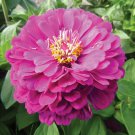 Purple Zinnia Seeds 100 Purple Prince Flower Zinnia Elegans Fresh Seeds Fast Shipping