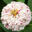 Peppermint Stick Zinnia Flower Seeds 100 Red White Fresh Seeds Fast Shipping