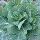 Georgia Collard Greens Seeds 300 Cool Weather Vegetable Fresh Seeds Fast Shipping
