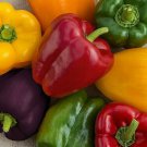 Rainbow Bell Pepper Seeds Mix 30 Red Orange Purple Yellow White Fresh Seeds Fast Shipping