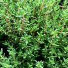 Common Thyme Seeds 3000 Thymus Vulgaris Herb Fresh Seeds Fast Shipping