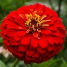 Cherry Queen Zinnia Flower Seeds 100 Red Zinnnia Fresh Seeds Fast Shipping