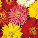 Zinnia Seeds Cactus Flowered Mix 100 Mixed Colors Bees Fresh Seeds Fast Shipping