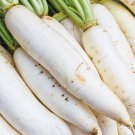 Daikon Radish Seeds 200 Japanese White Radish Vegetable Fresh Seeds Fast Shipping