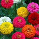Zinnia Lilliput Flower Seeds 200 Mixed Colors Reds Pinks Fresh Seeds Fast Shipping