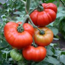 Marmande Tomato Seeds 50 Ct Vegetable Italian Fresh Seeds Fast Shipping