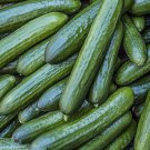 Tendergreen Burpless Cucumber Seeds 50 Vegetable Pickling Fresh Seeds Fast Shipping