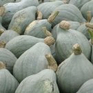 Blue Hubbard Winter Squash Seeds 10 Vegetables Fresh Seeds Fast Shipping