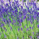 Lavender Seeds 100 Herbs Plants Aroma Fresh Seeds Fast Shipping