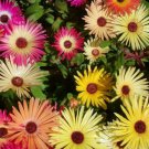 Ice Plant Flower Seeds 2000 Mixed Color Livingstone Daisy Fresh Seeds Fast Shipping