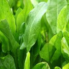 Large Leaf Sorrel Seeds 1000 Rumex Acetosa Leafy Greens Fresh Seeds Fast Shipping