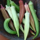 Rainbow Fiesta Okra Seeds 30 Ct Mix Vegetable Fresh Seeds Fast Shipping