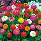 Zinnia Lilliput Flower Mix Seeds 200 Mixed Colorful Fresh Seeds Fast Shipping