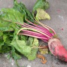 Beet Mangel Seeds 50 Ct Red Mammoth Vegetable Fresh Seeds Fast Shipping