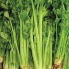 Celery Tall Utah Seeds 2000 Vegetable Fresh Seeds Fast Shipping