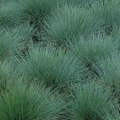 Blue Fescue Grass Seeds 300 Ornamental Grass Fresh Seeds Fast Shipping