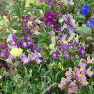 Snapdragon Fairy Bouquet Seeds 2000 Dwarf Flower Linaria Maroccana Fresh Seeds Fast Shipping