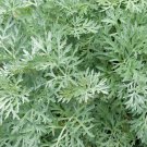 Wormwood Seeds 500 Herb Artemisia Absinthium Fresh Seeds Fast Shipping