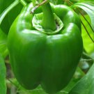 Green Bell Pepper Seeds 30 Emerald Giant Sweet Pepper Fresh Seeds Fast Shipping