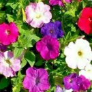 Petunia Seeds 2000 Dwarf Mix Variety Flower Bees Fresh Seeds Fast Shipping
