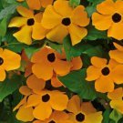 Black Eyed Susan Vine Seeds 50 Flower Orange Yellow Fresh Seeds Fast Shipping