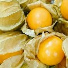 Cape Gooseberry Seeds 100 Large Fruit Berry Seeds Husk Tomato Goldenberry Fresh Seeds Fast Shipping