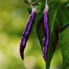 Purple Cayenne Pepper Seeds 30 Rare Hot & Spicy Salsa Fresh Seeds Fast Shipping
