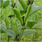 Bean Seeds 20 Henderson Dwarf Baby Lima Vegetable Fresh Seeds Fast Shipping