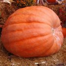 Atlantic Giant Pumpkin Seeds 5 Ct Dills World Record Fresh Seeds Fast Shipping